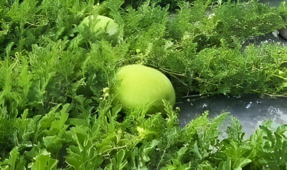 香水大西瓜 B級 (25+-2斤)